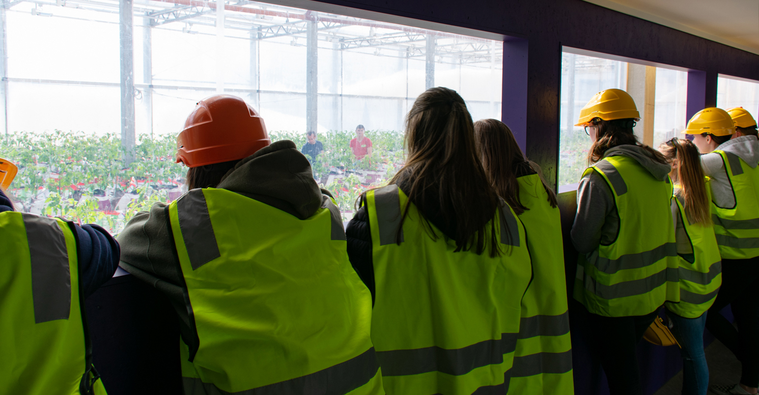 Elever ser inn gjennom viduene til drivhus der det dyrkes tomater