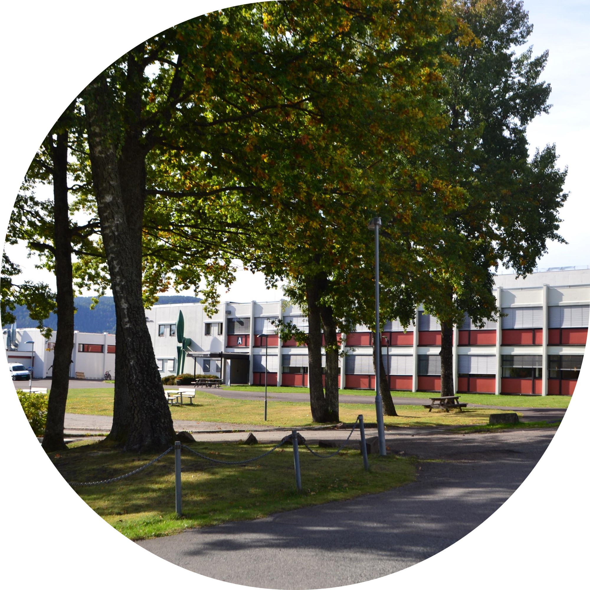 Elev som sitter foran laptop og ser på skjermen