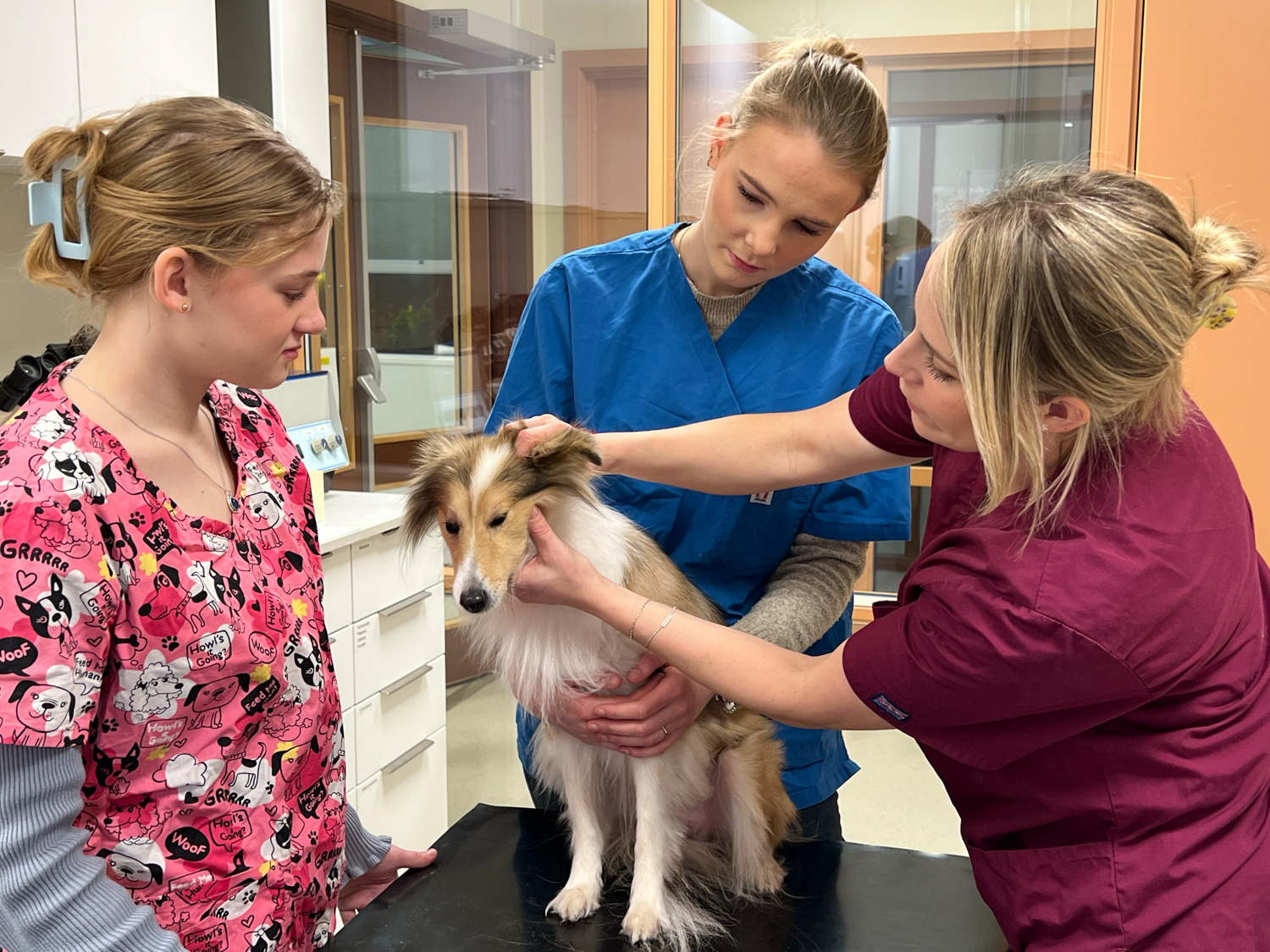 Hund og tre damer inne