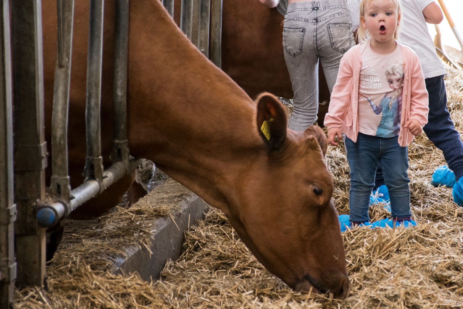 ku og liten jente i fjøset