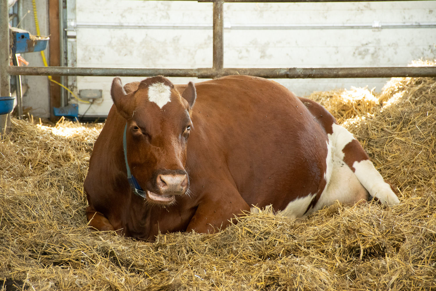 Liggende ku på høy i fjøs