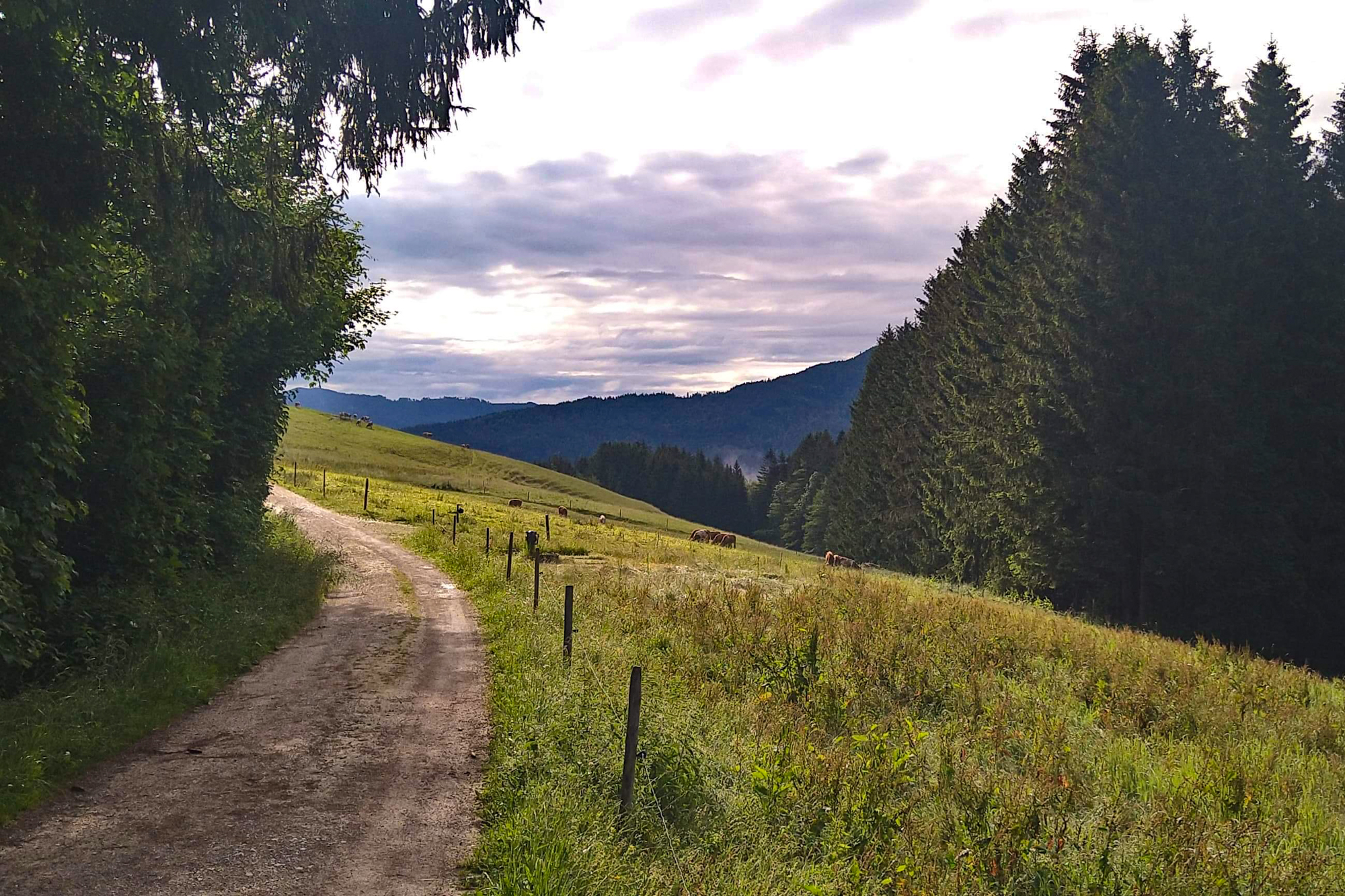 Landskap med grusvei, beitemark og skog