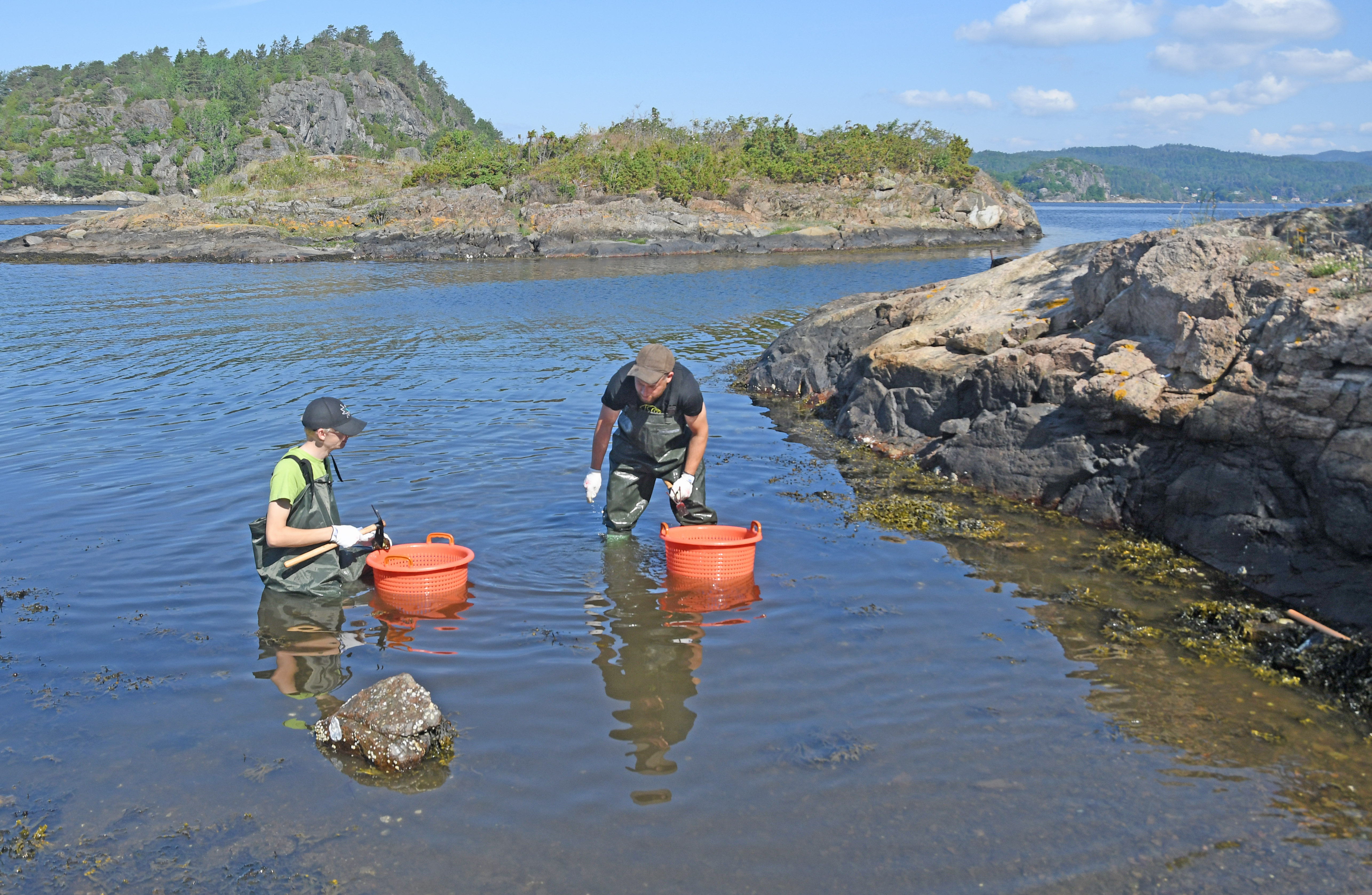 Østersdugnad i skjærgården
