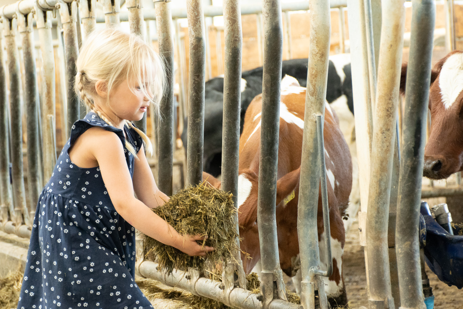 Liten jente mater en ku med kraftfor i fjøset
