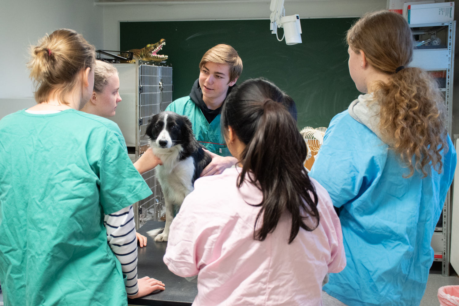 Elever står rundt en hund av rasen Border Collie